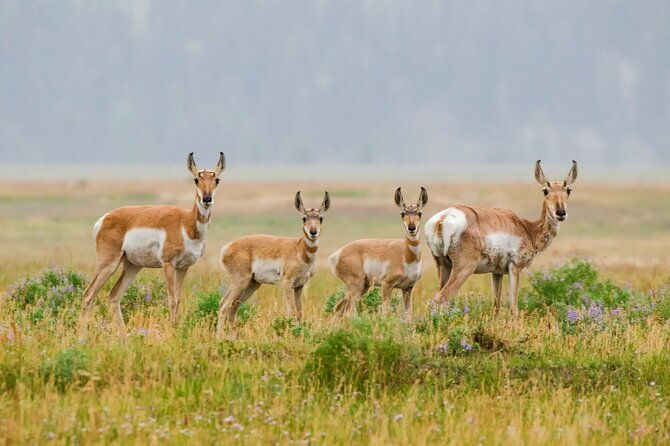 wildlife-and-waterfalls-2