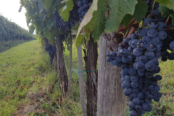 wine-tasting-and-horseback-riding-in-montepulciano-in-tuscany-from-rome