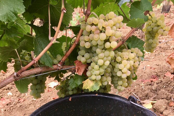 wine-tour-and-tasting-in-burgundy