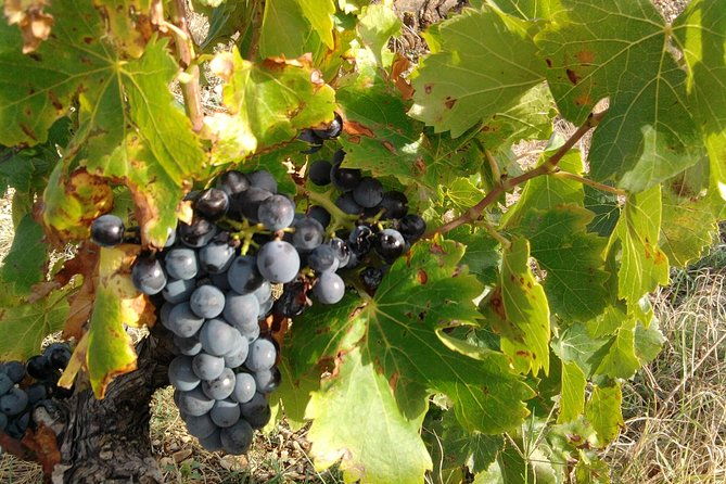 wine-tour-bandol-cassis-from-marseille