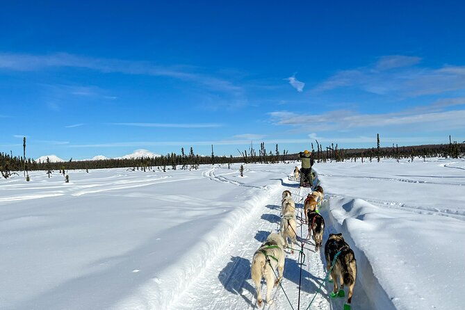 winter-dog-sled-tour-day-or-night