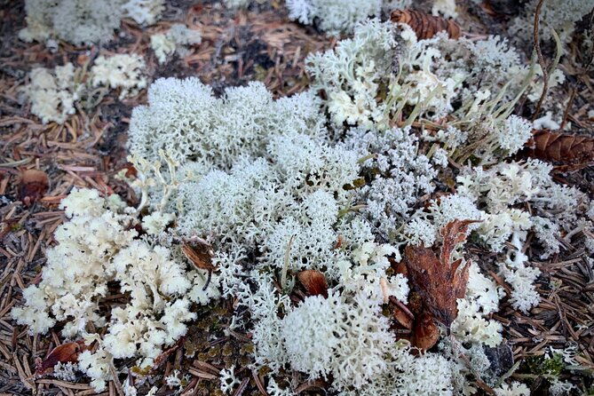 winter-valley-and-forest-hike