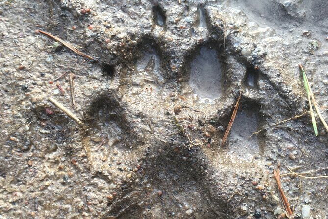 wolf-and-wildlife-tracking-in-sweden