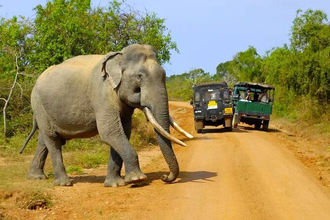 yala-national-park-private-jeep-safari-from-colombo-negombo