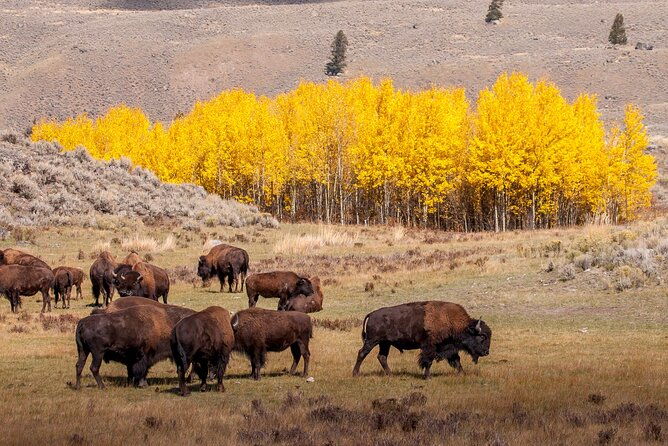 yellowstone-grand-teton-national-parks-small-group-4-day-tour