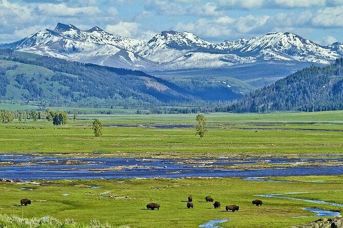 yellowstone-lower-loop-vip-full-day-private-tour-with-lunch-4
