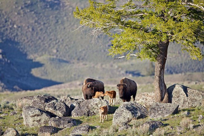 yellowstone-national-park-group-tour