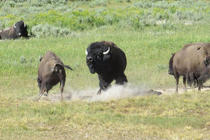 yellowstone-national-park-private-full-day-lower-loop-tour-from-jackson-hole