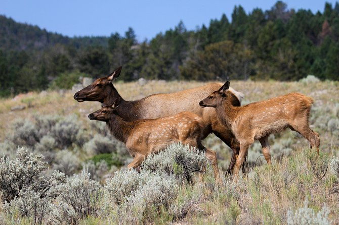 yellowstone-private-upper-loop-tour-with-lunch