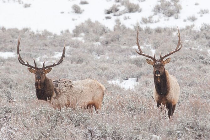yellowstone-snowshoe-adventure-private-tour-from-jackson-hole-2