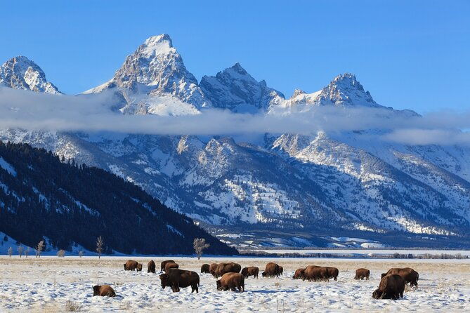 yellowstone-snowshoe-adventure-private-tour-from-jackson-hole