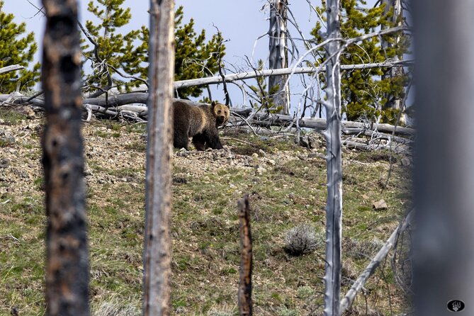 yellowstone-wildlife-and-photo-tours-upper-loop-tour-from-cody-2