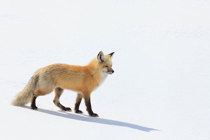 yellowstone-winter-wildlife-safari-from-bozeman-private-tour