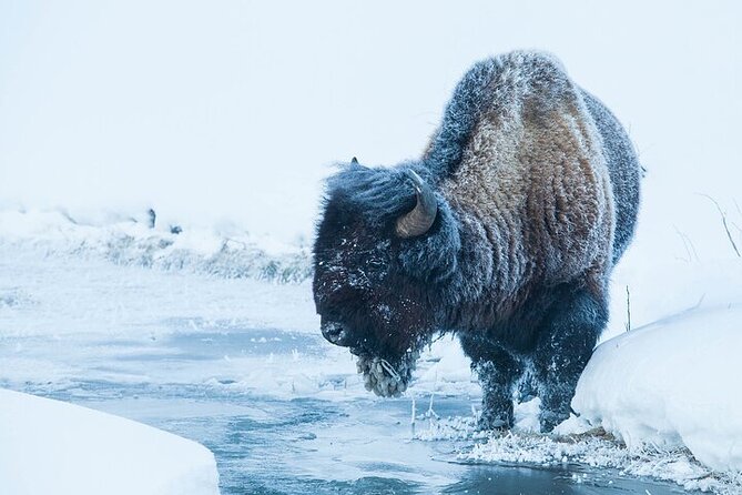 yellowstone-winter-wildlife-safari-from-gardiner
