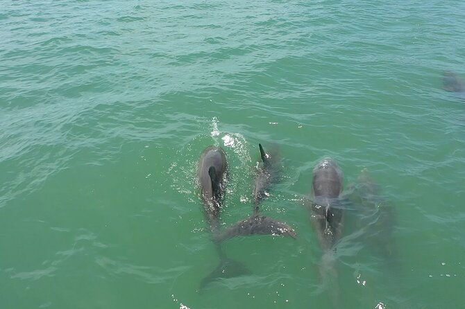 1-hour-dolphin-sightseeing-adventure-cruise-from-madeira-beach