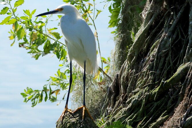 1-hour-historical-wildlife-tour-of-the-famous-chain-of-lakes