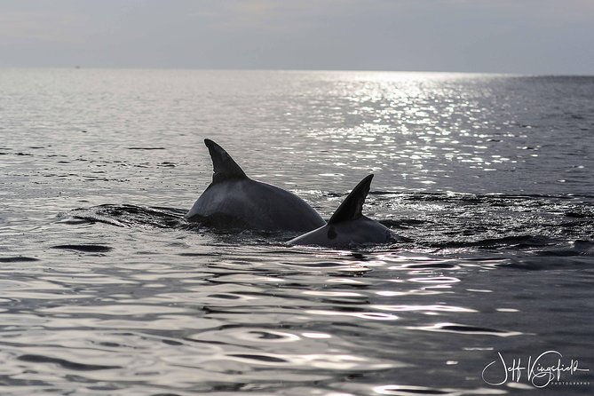 10000-islands-excursion-small-group-3-5-hour-dolphin-shelling-boat-tour