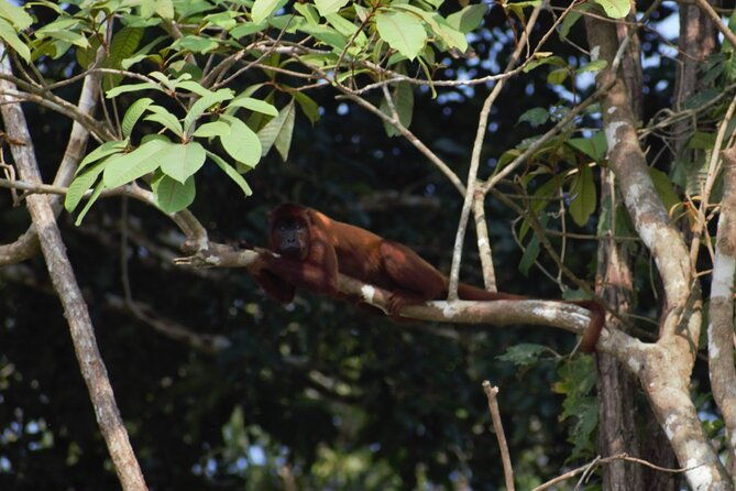 2-day-jungle-tour-lake-sandoval-monkey-island-hikes-caiman-clay-lick