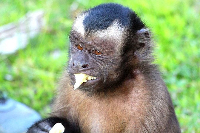 2-days-peruvian-amazon-tour-from-iquitos