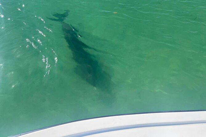 2-hour-dolphin-watching-tour-in-florida