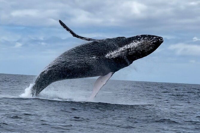 2-hour-prime-time-maui-whale-watching