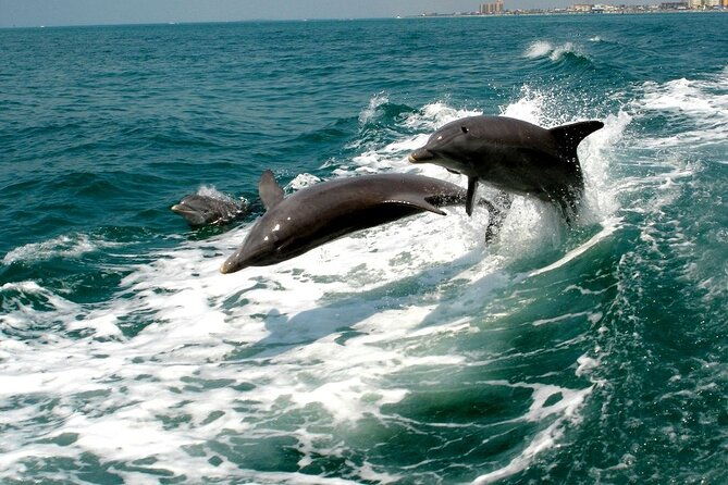 2-hour-private-dolphin-sightseeing-tour