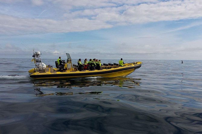 2-hour-round-trip-in-vestmannaeyjar-on-a-rib-boat