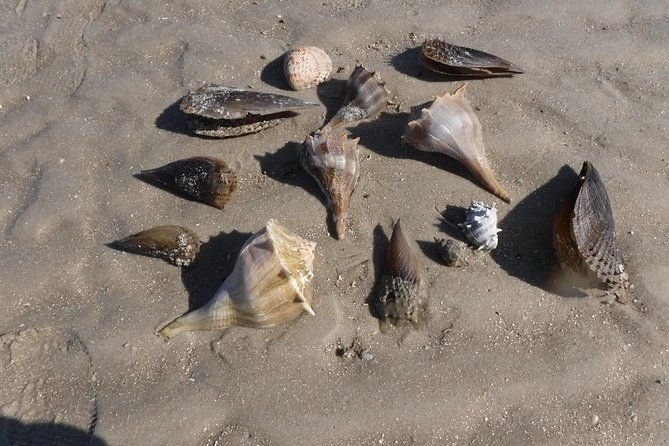 2-hour-shelling-boat-tour-in-the-10000-islands