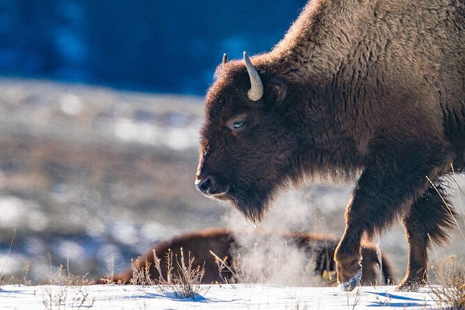 3-day-wildlife-photography-tour-in-yellowstone-national-park