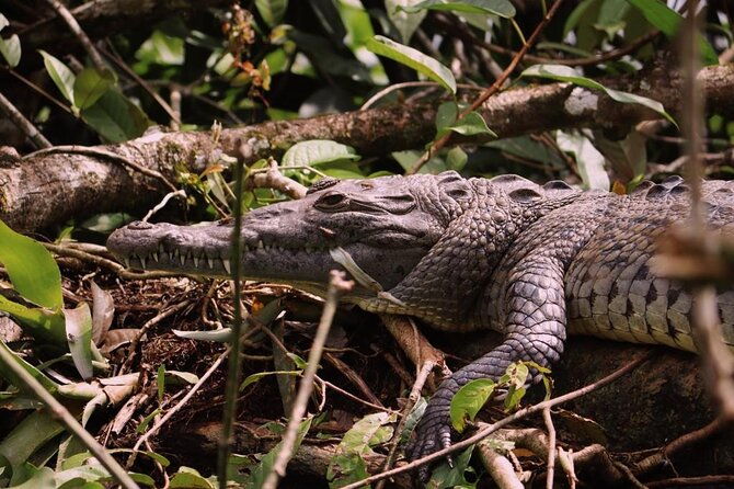 3-hour-experience-through-the-tortuguero-canals