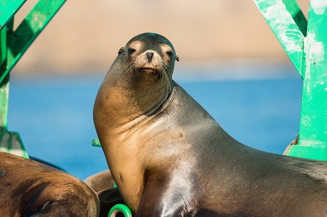3-hour-guided-whale-and-dolphin-watching-experience-in-san-diego-2