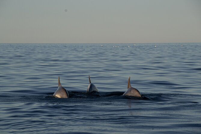 3-hour-private-sunset-sailing-tour-in-pula