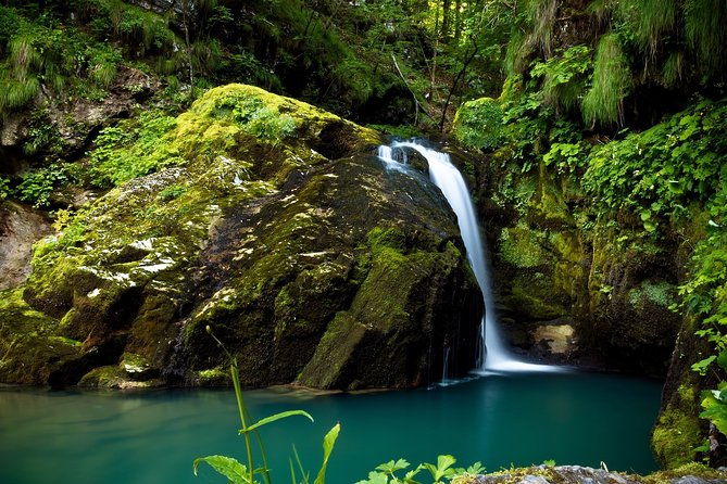 3-in-1-eco-tour-rain-forest-aerial-tram-river-cruise-nature-walk-private-tour