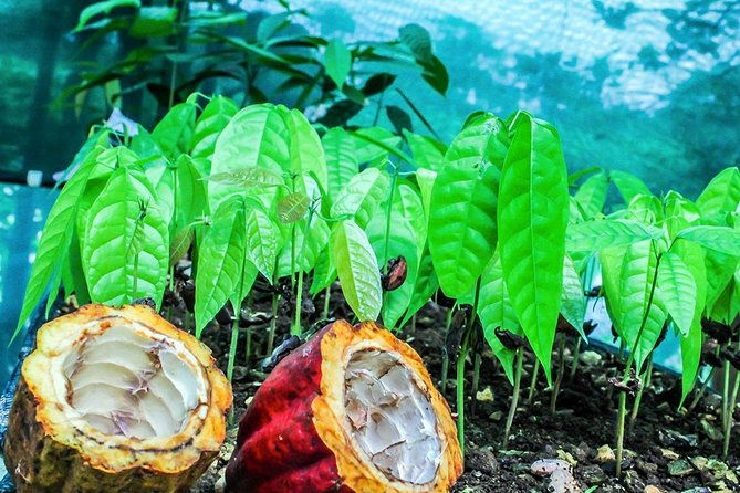 3-in-1-monteverde-cloud-forest-coffee-chocolate-and-sugar-cane-tour