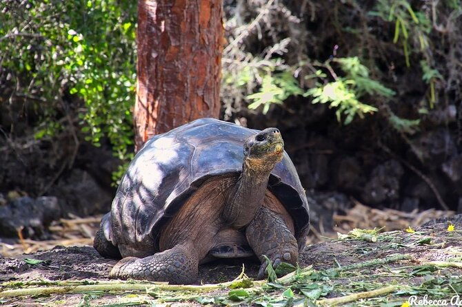5-day-galapagos-island-hopping-tour-los-tuneles-and-isabela