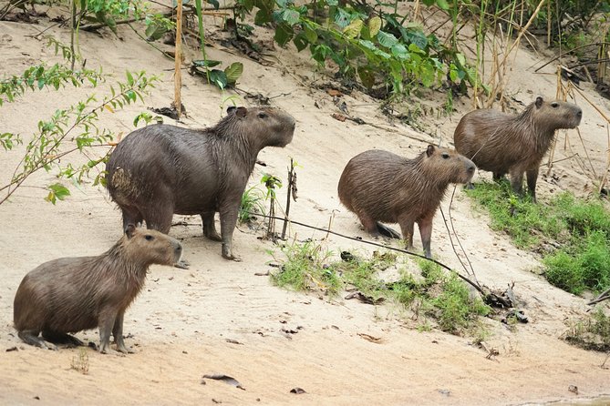 5-day-wildlife-of-the-pacaya-national-park-from-iquitos