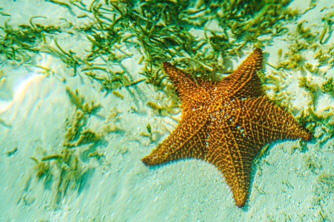 6-hour-private-saona-island-tour-with-snorkeling