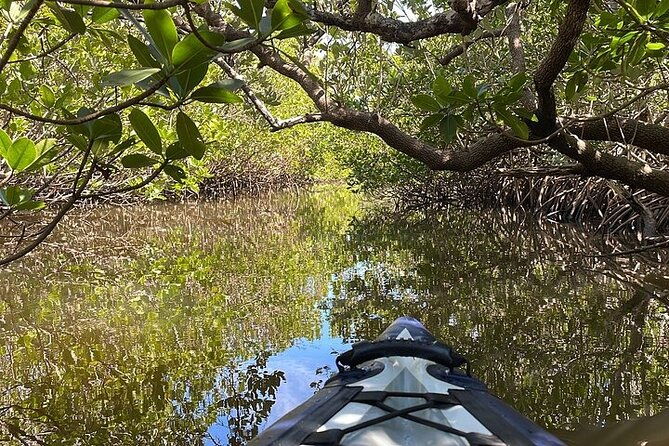 6-hr-tropical-mangroves-coastal-river-and-ocean-wildlife-watch-2