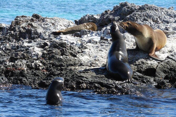 8-day-galapagos-island-hopping-tour-isabela-giant-tortoises-and-snorkeling
