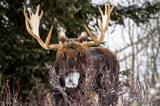 8-hour-combination-snowshoe-wildlife-viewing-in-grand-teton-national-park