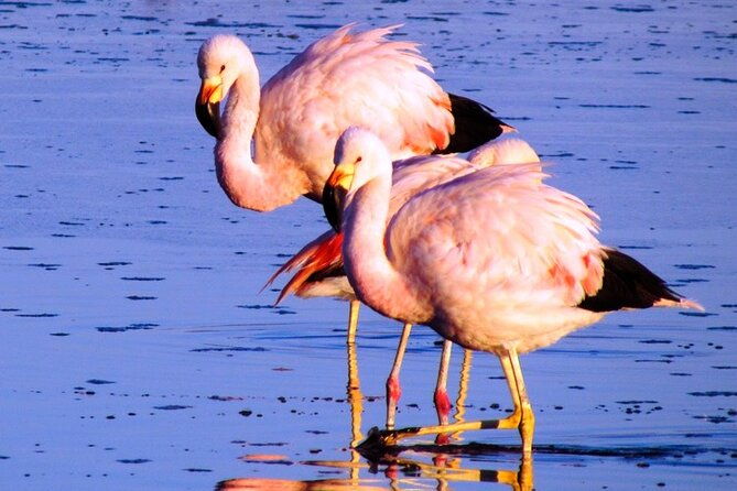 8-hours-tour-in-arequipa-laguna-de-salinas-with-pick-up