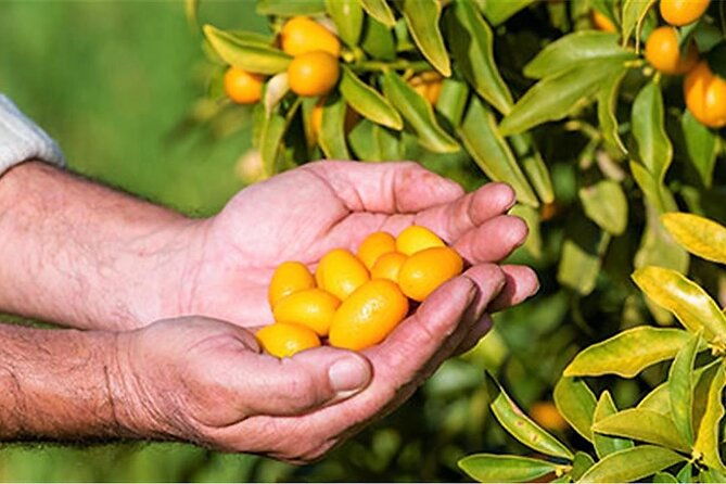 a-delightful-food-tour-of-the-unique-local-products-of-corfu