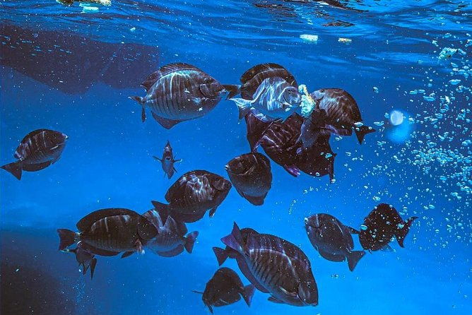 adults-only-aruba-catalina-bay-small-group-snorkel-sunset-sail
