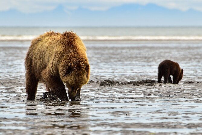 alaska-bear-viewing-adventure-from-seward