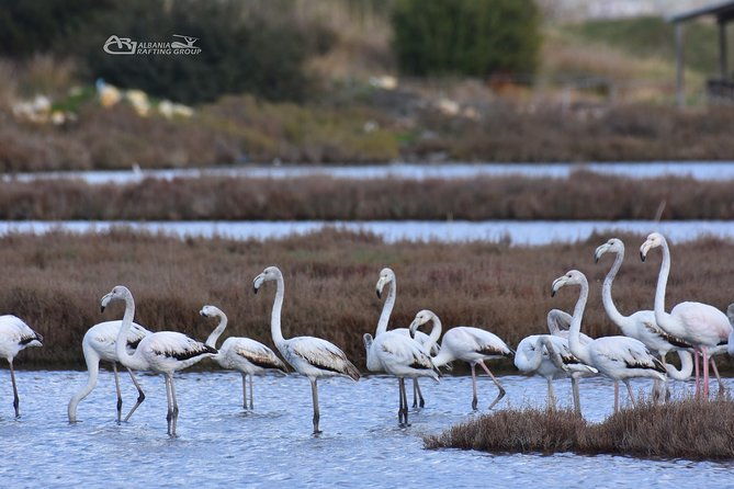 albania-birdwatching-kayaking-bicycle-national-park-divjaka-karavastaarg