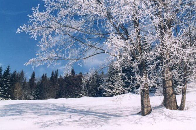 albuquerque-snowshoe-experience