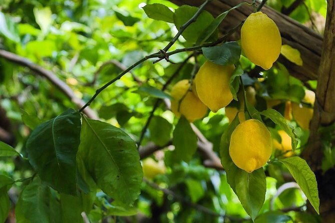 amalfi-lemon-tour-tasting-in-historical-garden-2