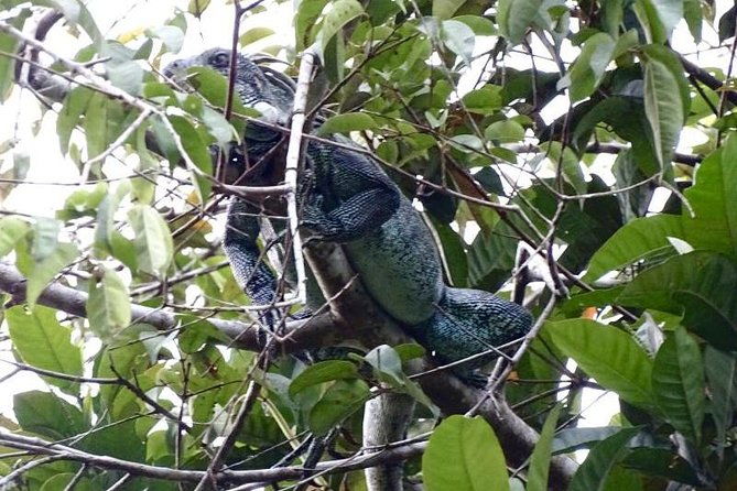 amazing-jungle-3days-2nights-amazon-wonder-expeditions