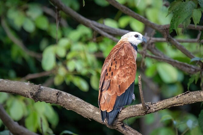 amazon-explore-4d-3n-at-amazon-tapiri-floating-lodge
