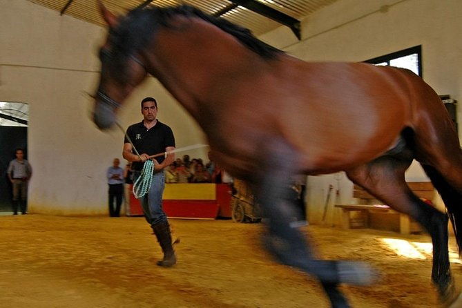 andalucia-bull-and-horse-farm-and-ronda-private-tour-from-malaga-2